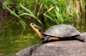 Smiling Blandings Turtle